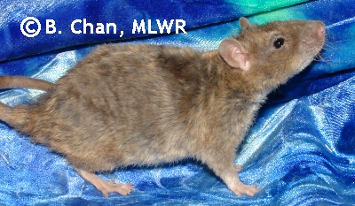 MLWR-DAZL Silverclaw