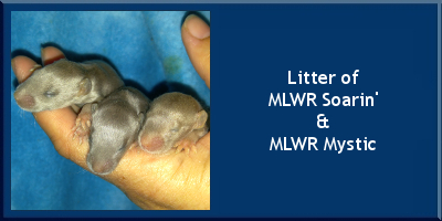 Litter of MLWR Soarin' x MLWR Mysic