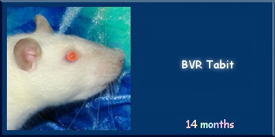 BVR Tabit