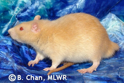 Tchkik