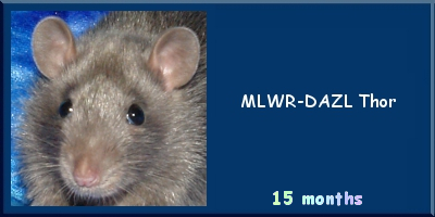 MLWR-DAZL Thor