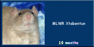 MLWR Xtabentun