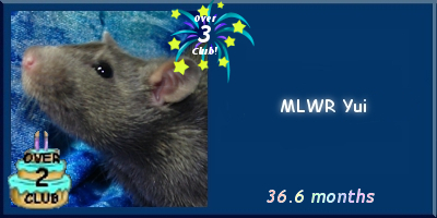 MLWR Yui