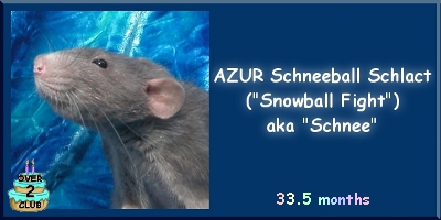 Schnee